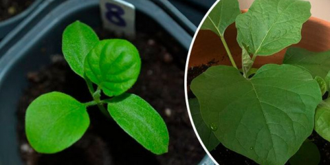 Jak zasít lilek na sazenice doma